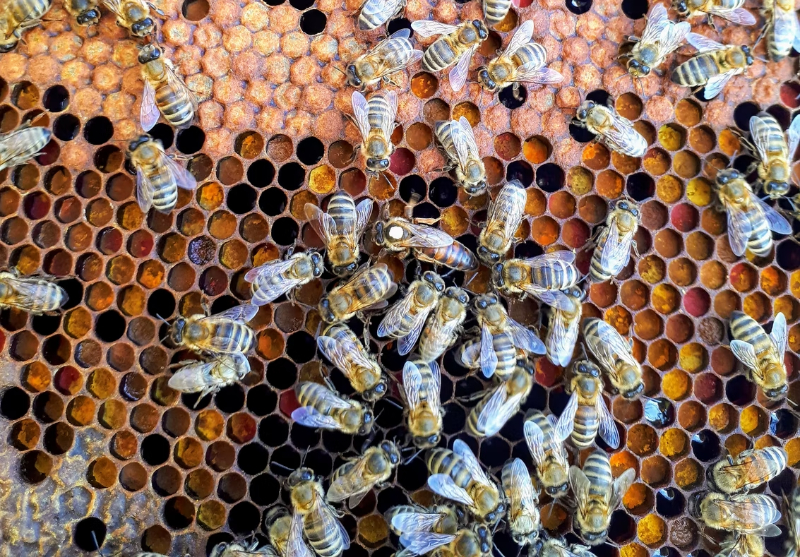 Včelí peľ = včelí zázrak. Obsahuje až 250 účinných látok na zlepšenie zdravia